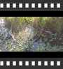 ../pictures/Beaver Marsh/DSCF9063_1_small_icon.jpg